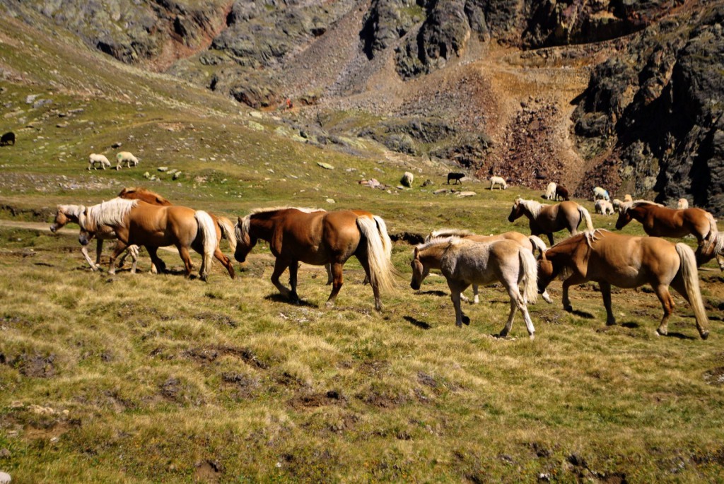 horses in the berg