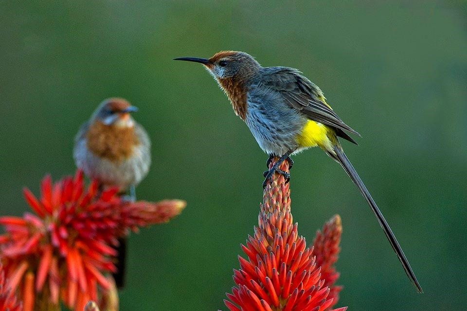 Wildlife And Birdlife In the Drakensberg Mountains